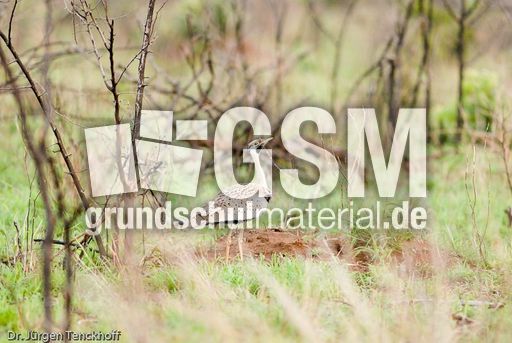 Schwarzbauchtrappe (3 von 5).jpg